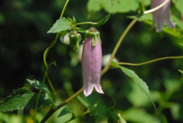 DSC_8139.JPG