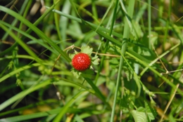 DSC_8115.JPG