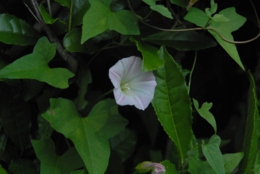 DSC_8145.JPG