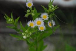 DSC_8216.JPG