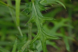 DSC_8322.jpg