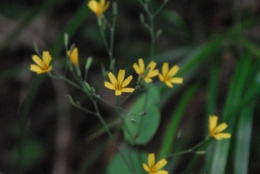 DSC_8276.JPG