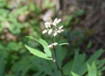 DSC_0234.JPG