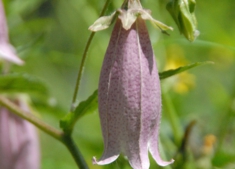DSC_8121.jpg
