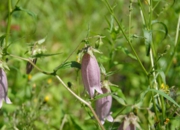 DSC_8118.JPG