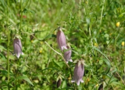 DSC_8119.JPG
