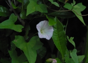 DSC_8145.JPG
