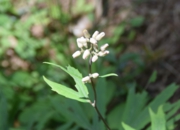 DSC_0234.JPG