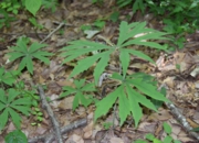 DSC_0185.JPG