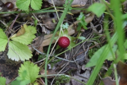 DSC_0786.JPG