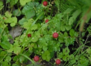 DSC_8018.JPG
