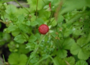 DSC_8019.jpg