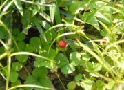 DSC_8034.JPG