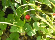 DSC_8035.jpg