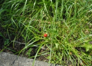 DSC_8114.JPG