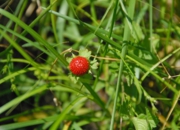 DSC_8115.JPG