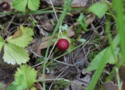 DSC_0786.JPG
