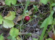 DSC_0787.JPG