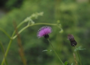 DSC_8241.JPG