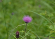 DSC_8244.JPG