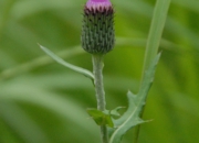 DSC_8240.jpg