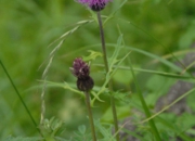 DSC_8245.JPG