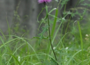 DSC_8247.jpg
