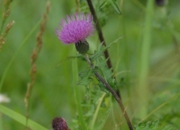 DSC_8313.jpg