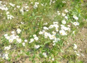 DSC_8031.JPG