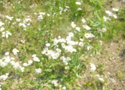 DSC_8032.JPG