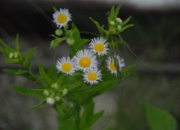 DSC_8215.JPG