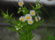 DSC_8216.JPG