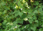 DSC_8169.JPG