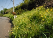 DSC_7917.JPG