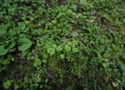 DSC_7579.JPG
