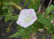 DSC_0896.JPG