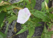 DSC_0898.JPG