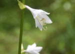 DSC_1243.jpg
