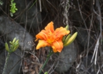DSC_1282.JPG