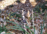 RIMG0291.jpg