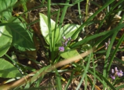 DSC_1475.JPG