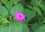 DSC_1710.JPG