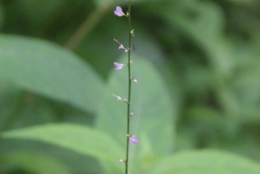 DSC_1747.jpg