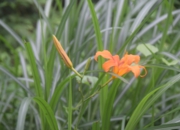 DSC_1922.JPG