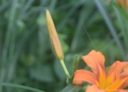 DSC_1920.jpg
