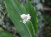 DSC_1839.JPG