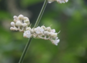 DSC_1908.JPG