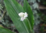 DSC_1839.JPG