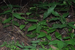 DSC_1965.JPG