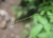 DSC_1936.JPG